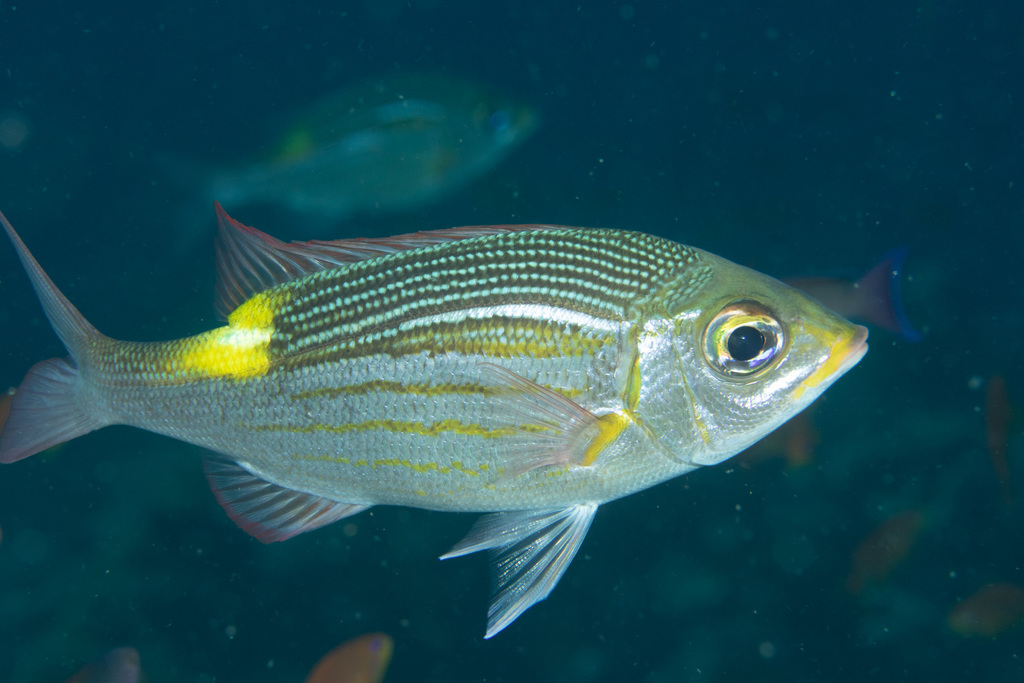 Striped Large-eye Bream