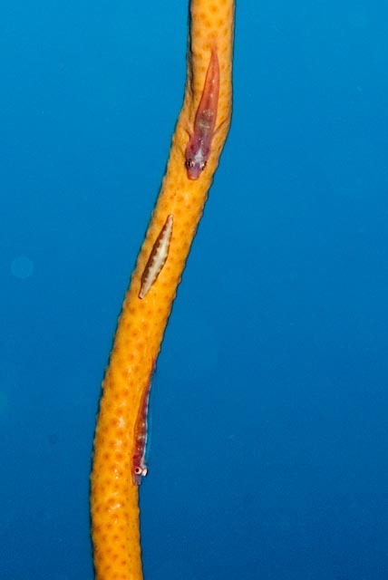 Sea whip