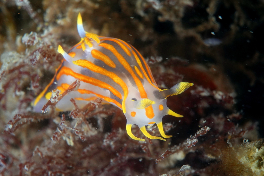 Four-lined Polycera