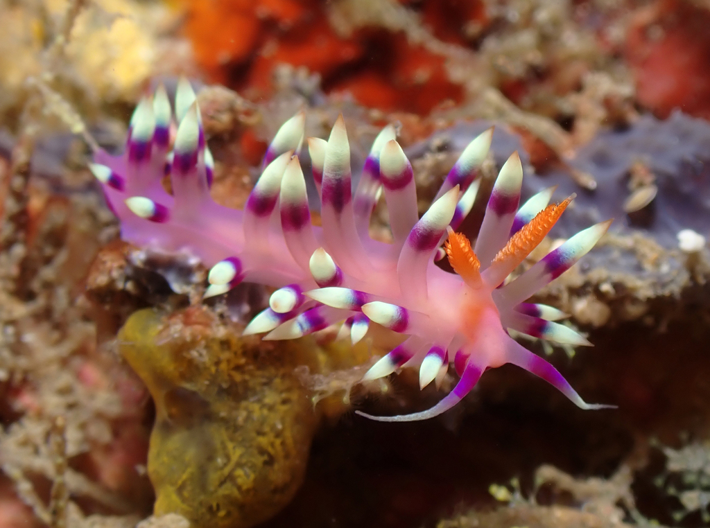 Desirable Flabellina