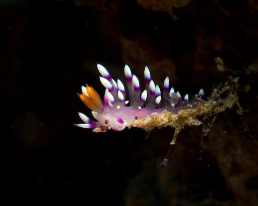 Desirable Flabellina