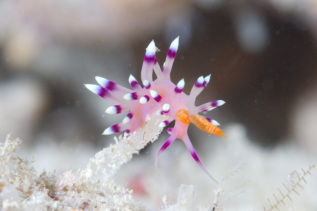 Desirable Flabellina