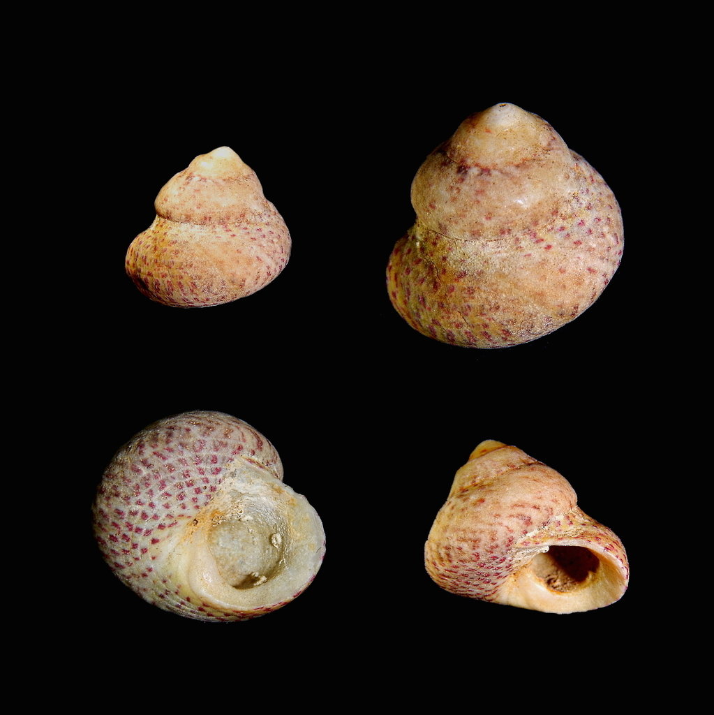 Divaricate Gibbula