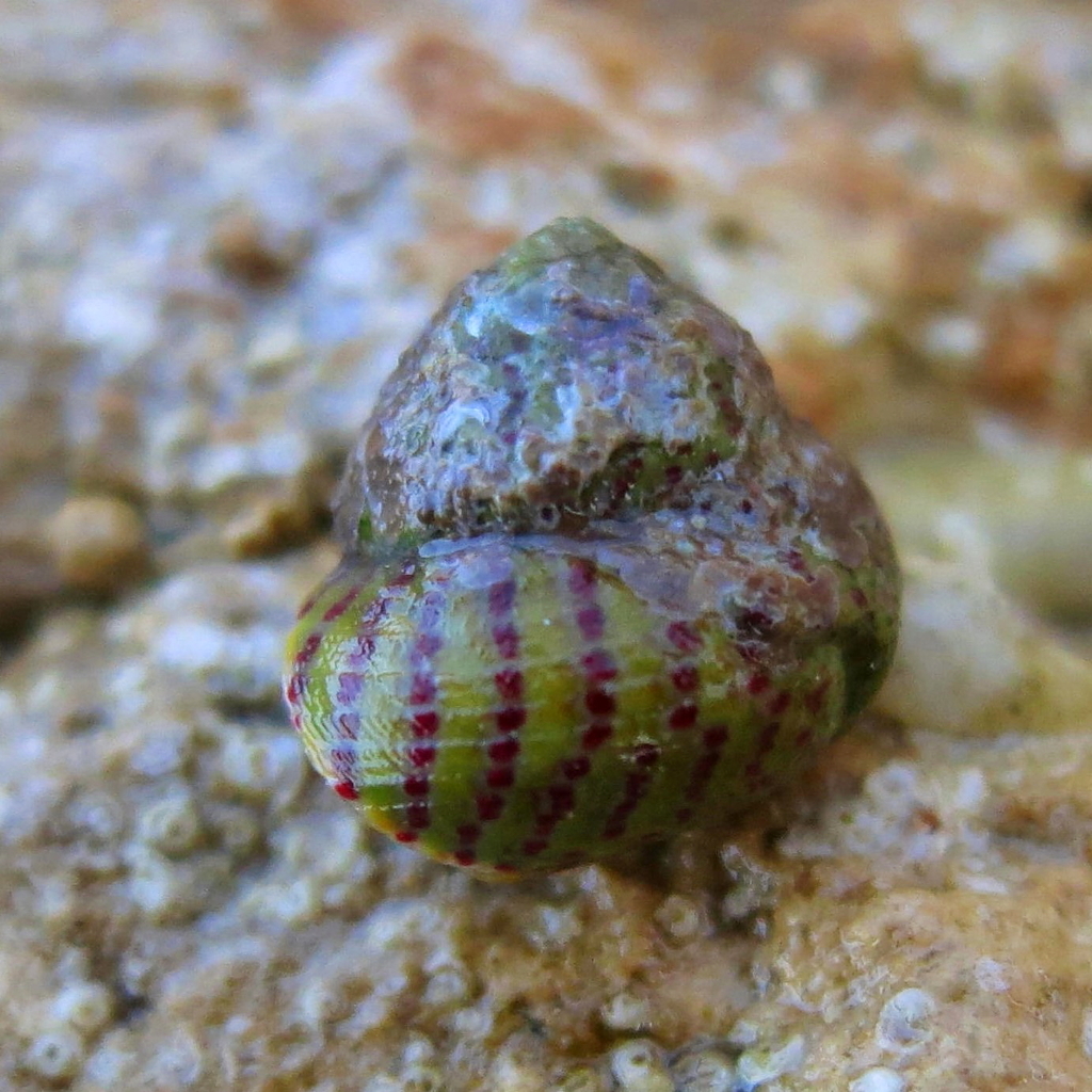 Divaricate Gibbula