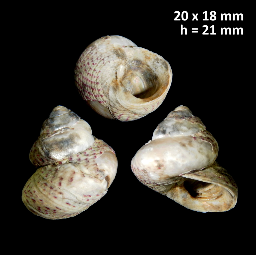 Divaricate Gibbula