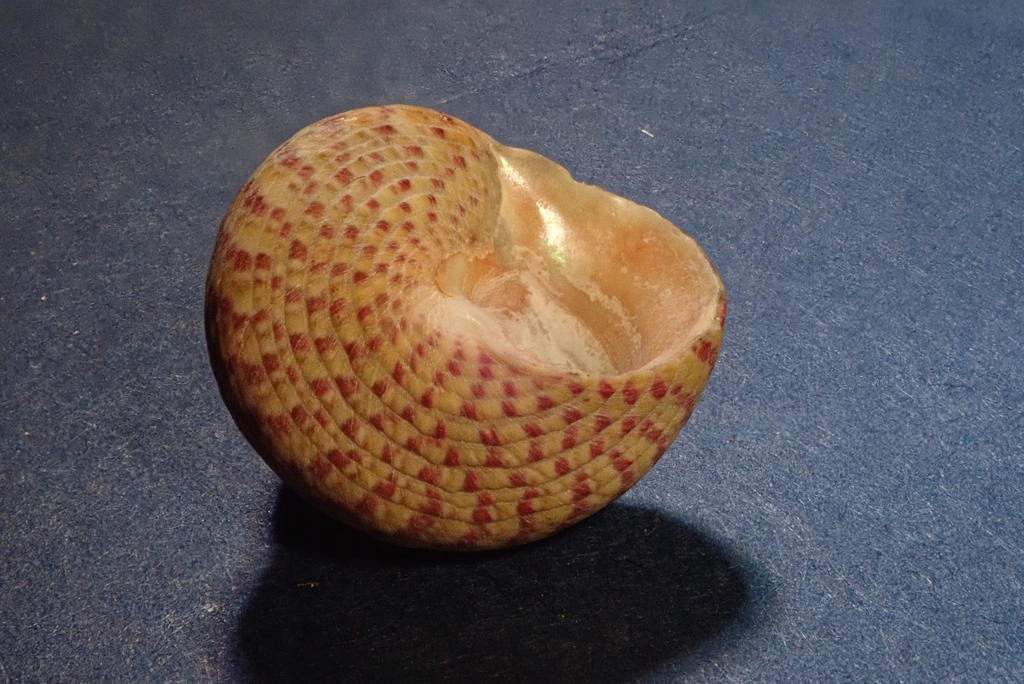 Divaricate Gibbula