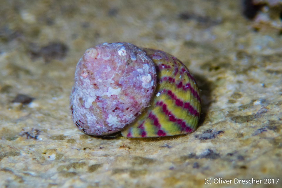 Divaricate Gibbula