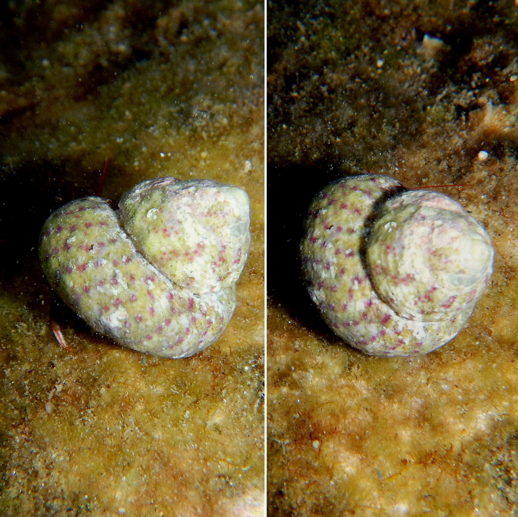 Divaricate gibbula