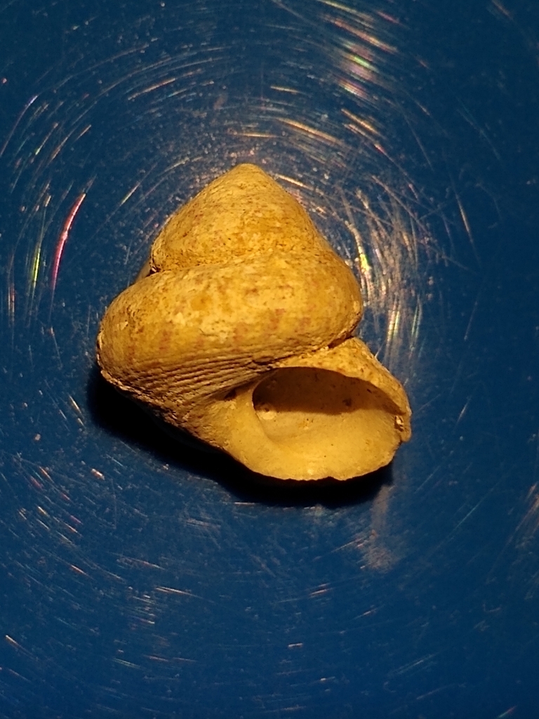 Divaricate Gibbula