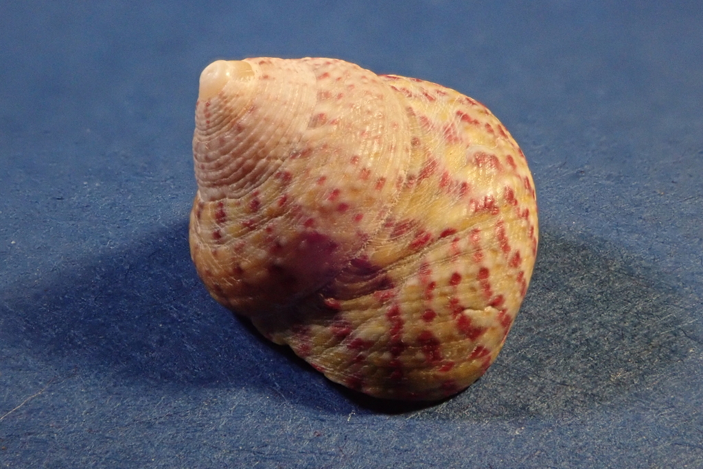 Divaricate Gibbula