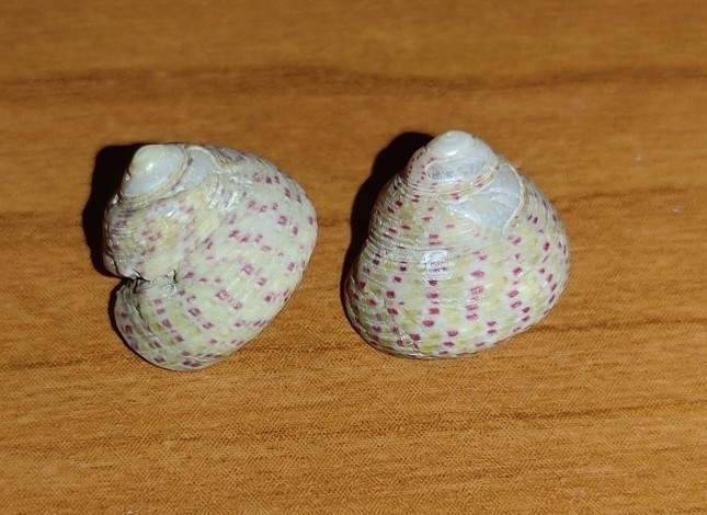 Divaricate Gibbula