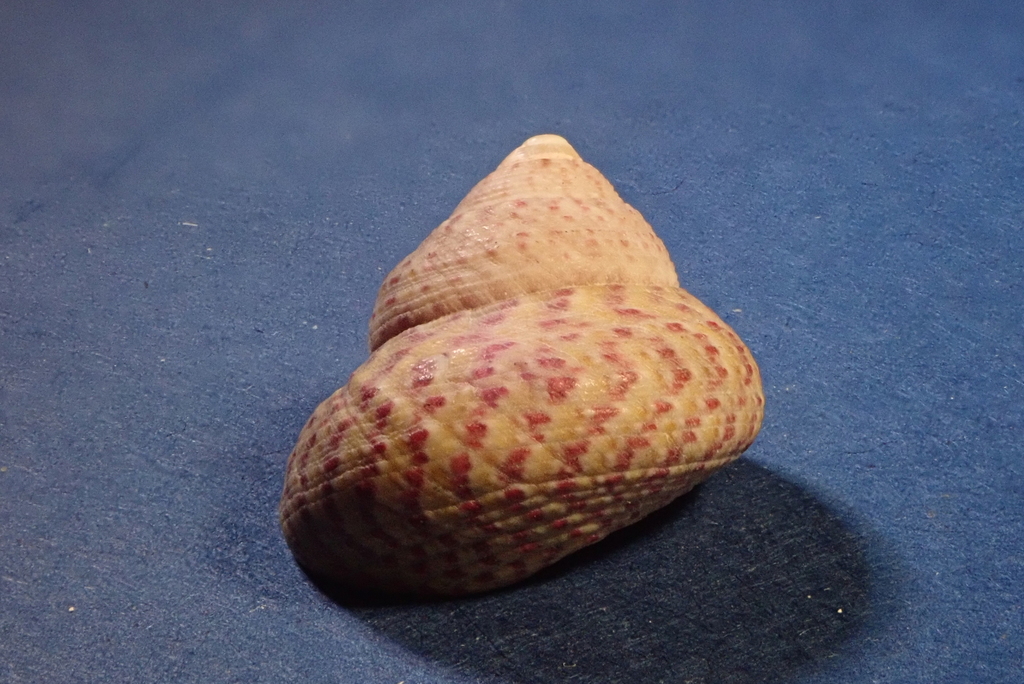 Divaricate Gibbula