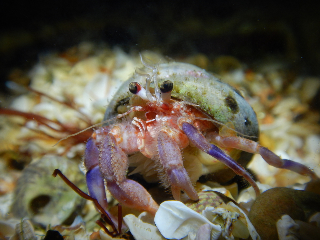 Prideaux's Hermit Crab