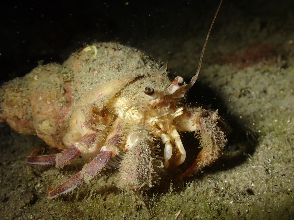 Prideaux's Hermit Crab