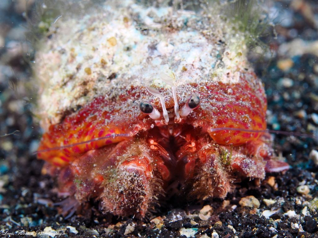 Prideaux's Hermit Crab