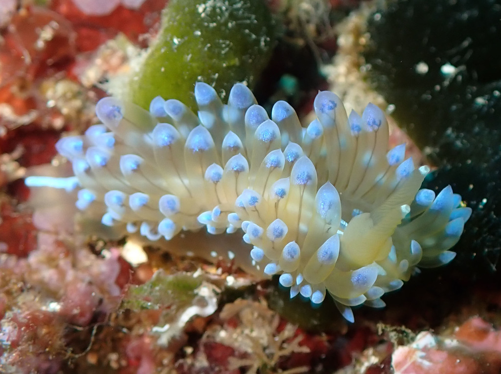 crested aeolis