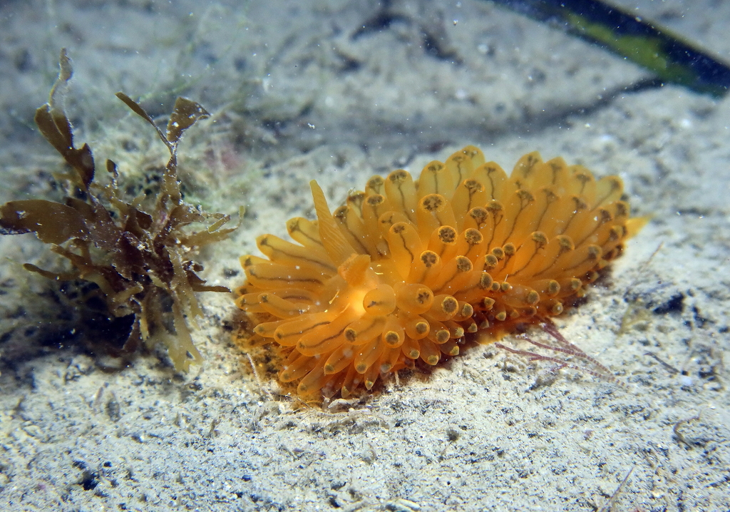 Antiopelle
