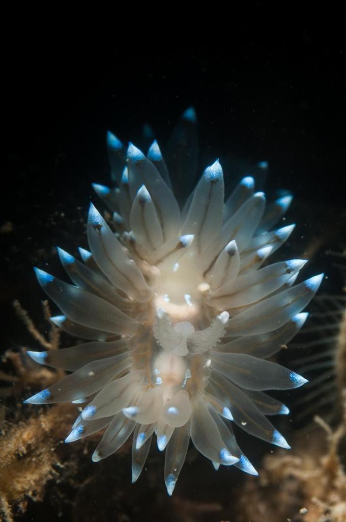Antiopelle