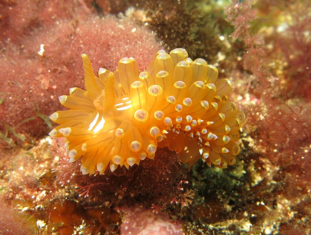 Antiopelle