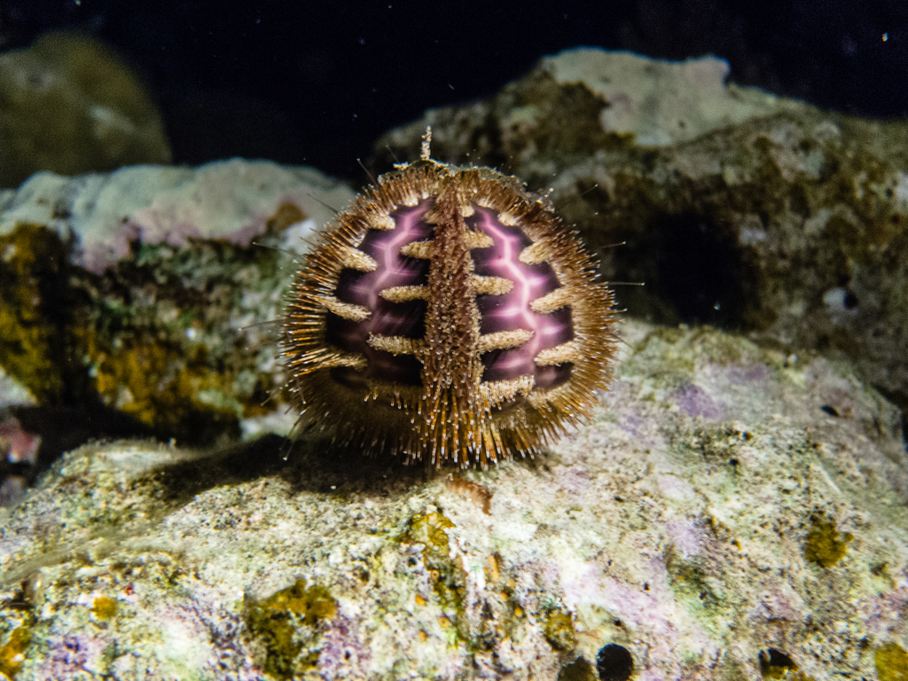 Bald-patch Urchin