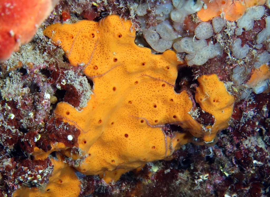 Haliclone orange