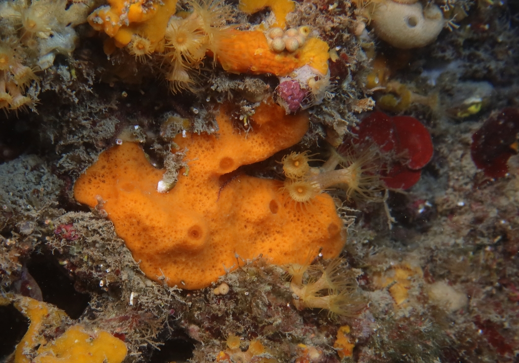 Haliclone orange