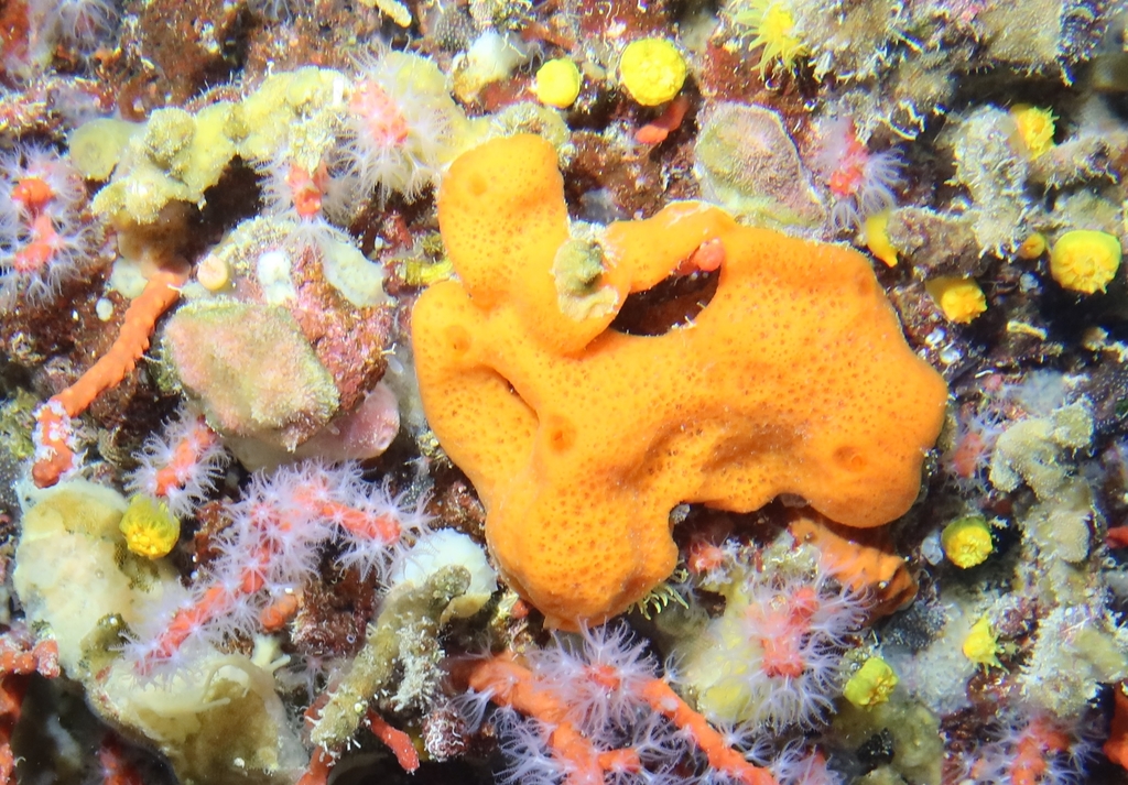 Haliclone orange