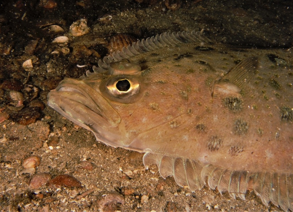 Megrim