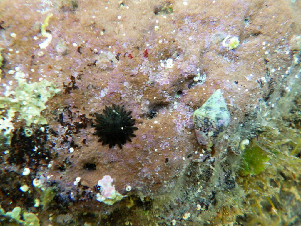 Arbaciella