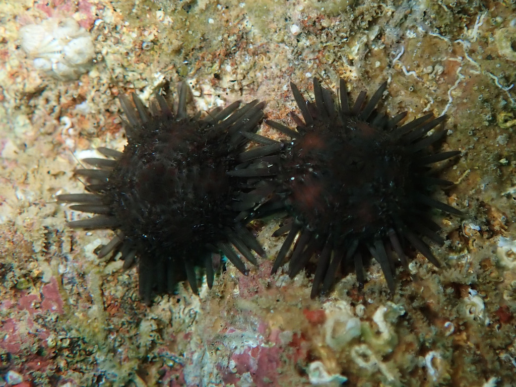 elegant sea urchin