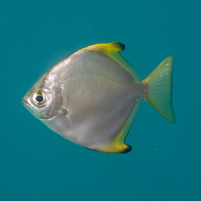 Diamondfish