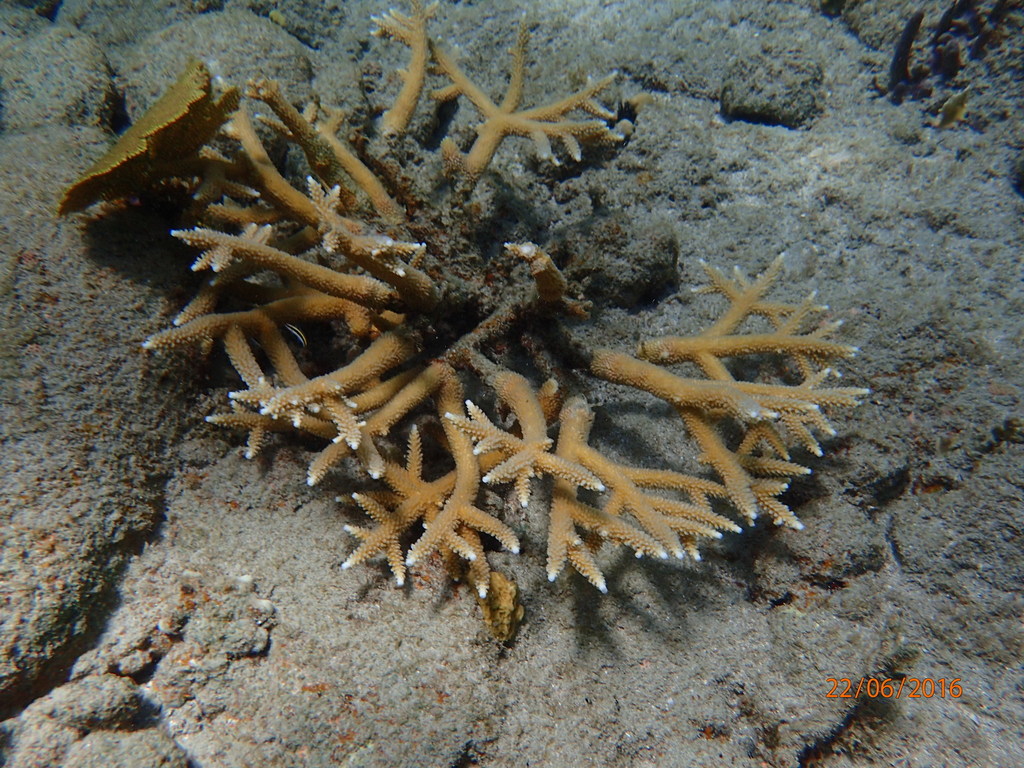 Corail corne de cerf
