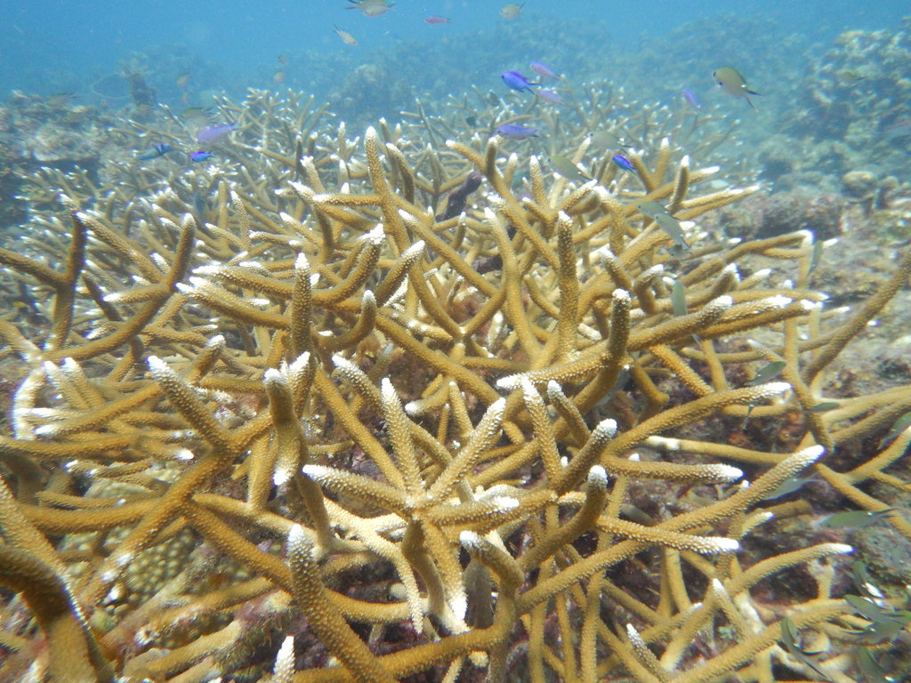 Corail corne de cerf