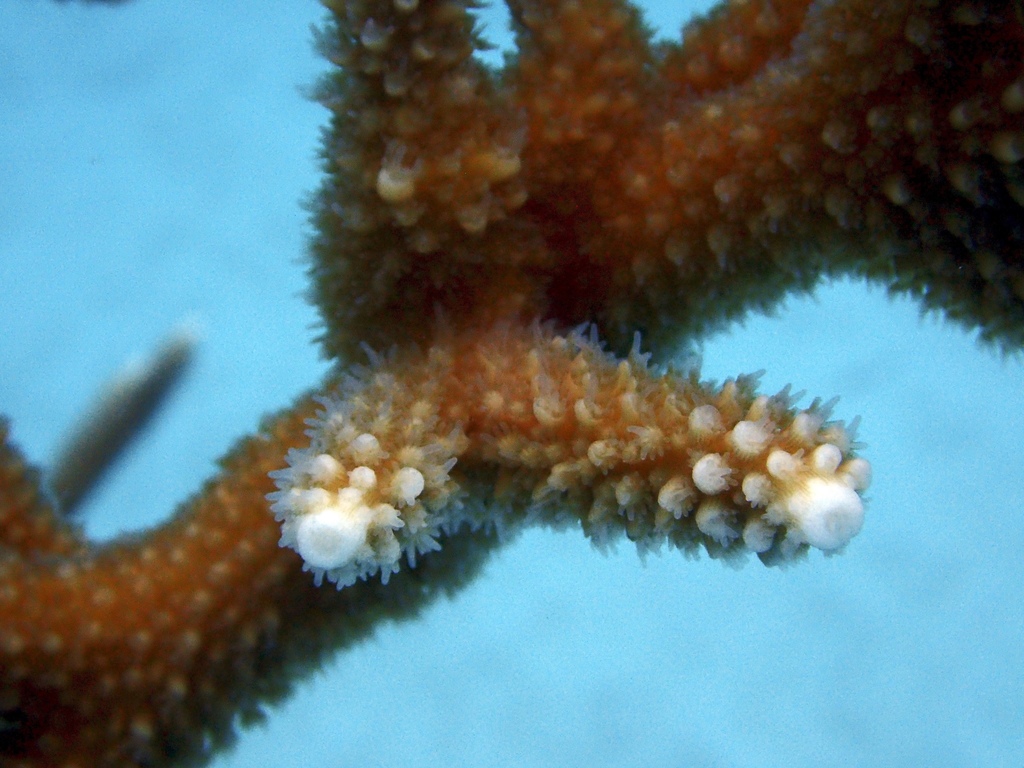 Corail corne de cerf