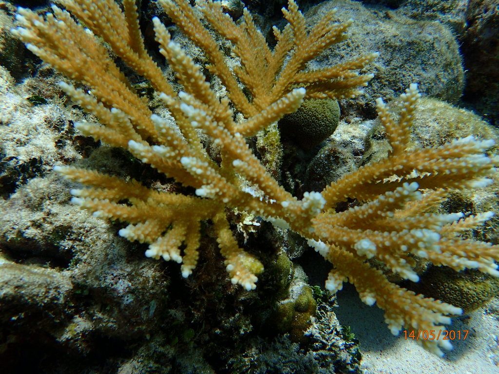 Corail corne de cerf