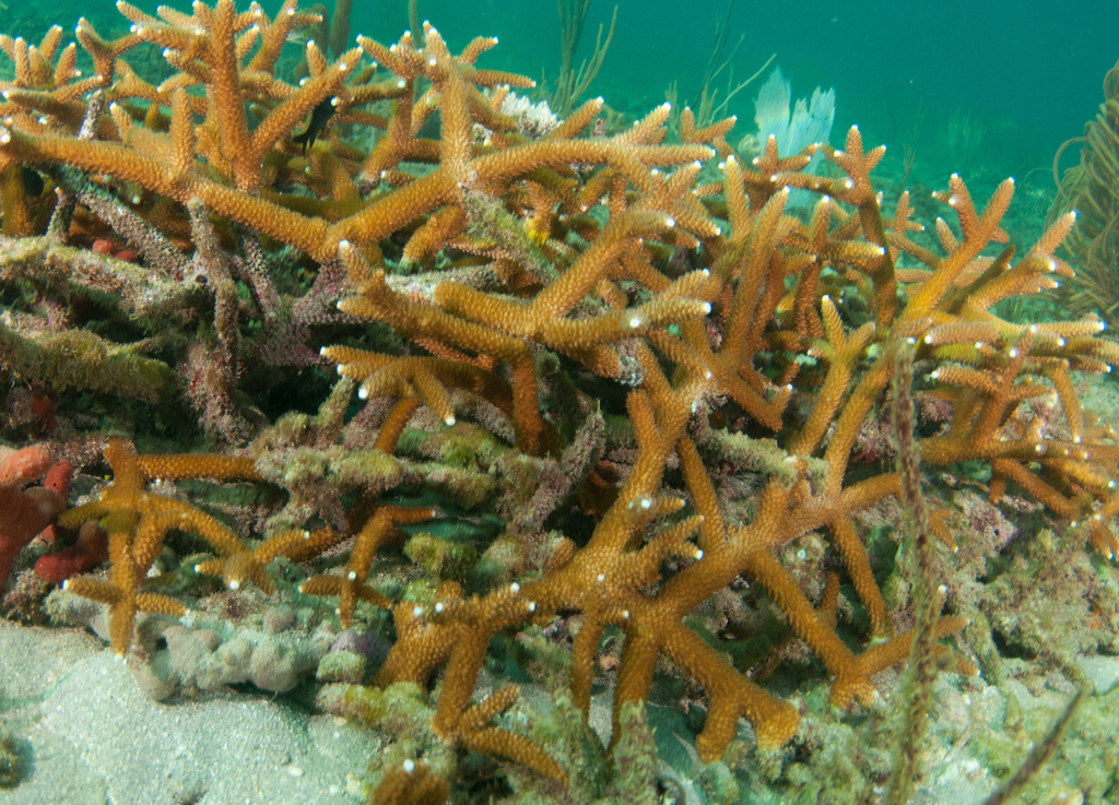 Staghorn Coral