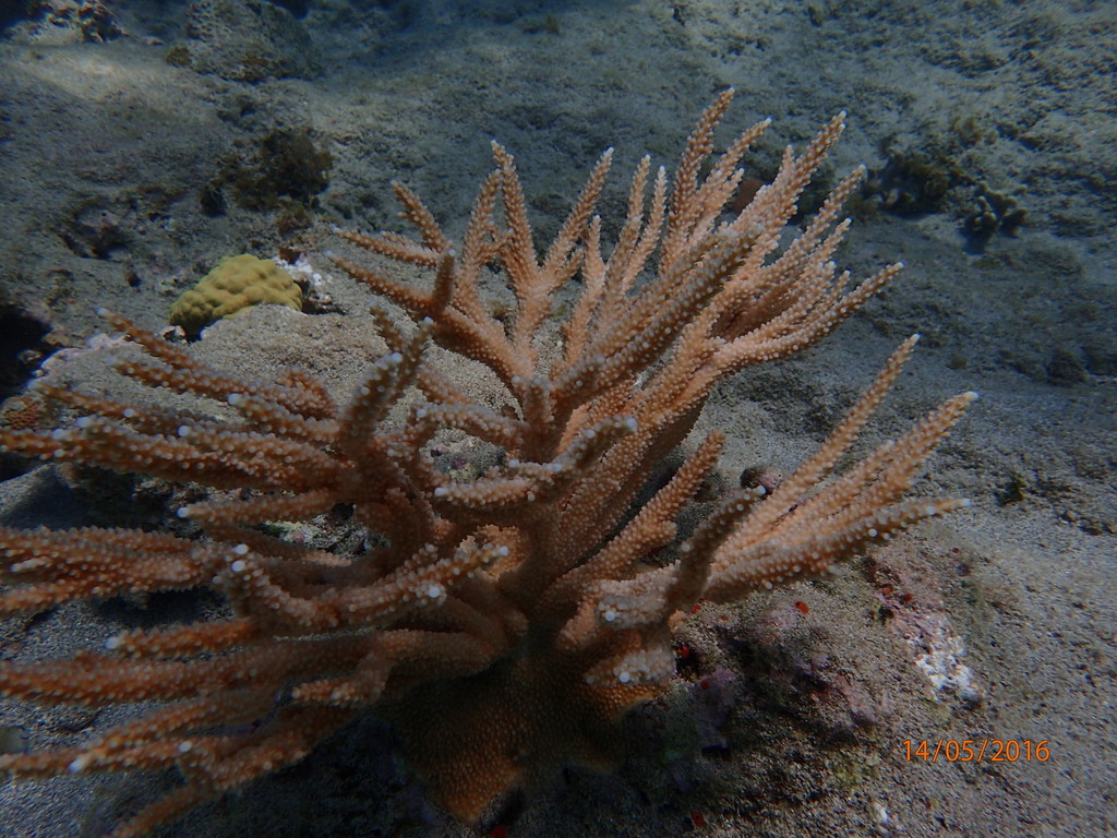 Corail corne de cerf