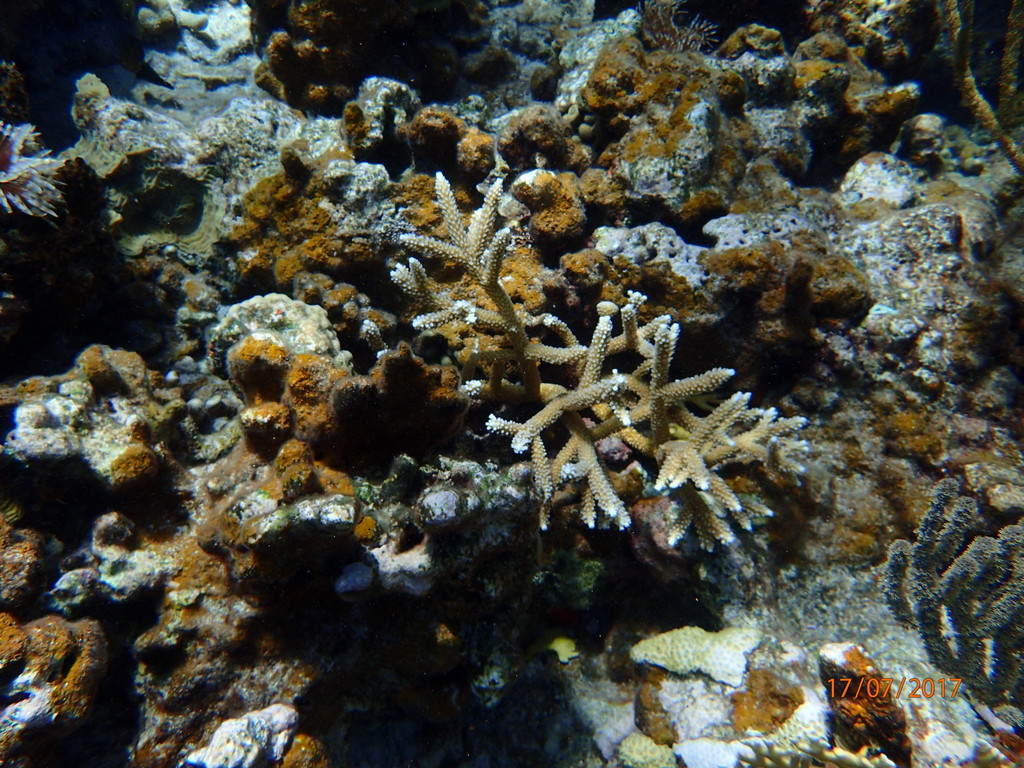 Corail corne de cerf