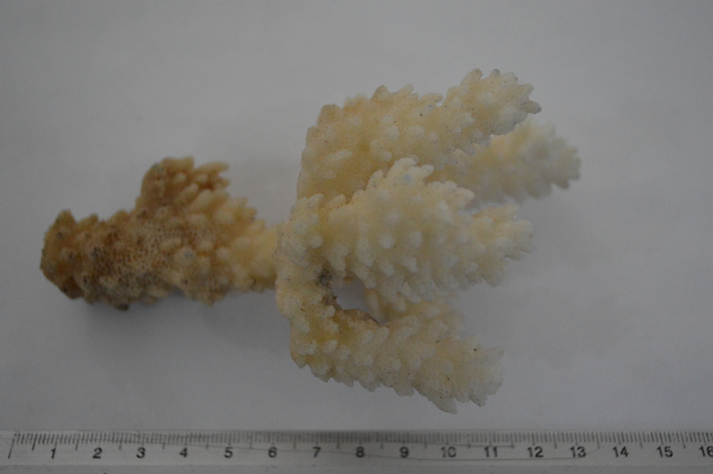 Corail corne de cerf