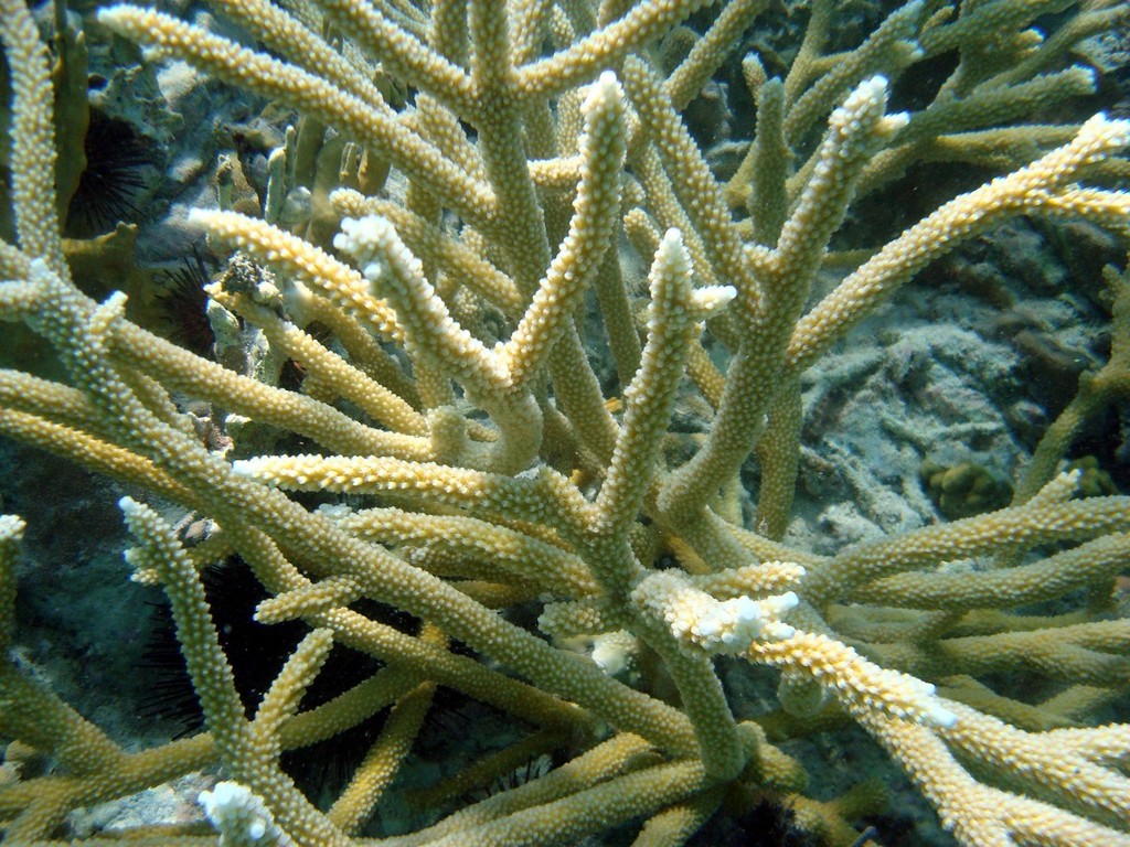Corail corne de cerf
