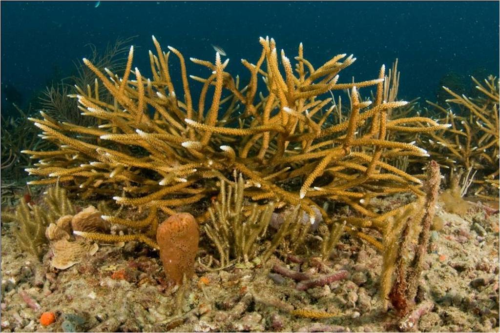 Corail corne de cerf
