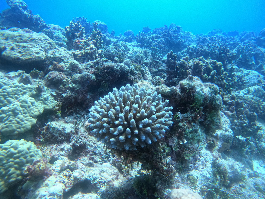 Finger Acropora