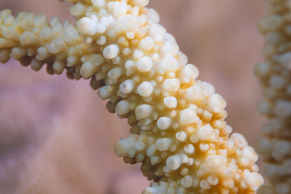 Giant staghorn coral