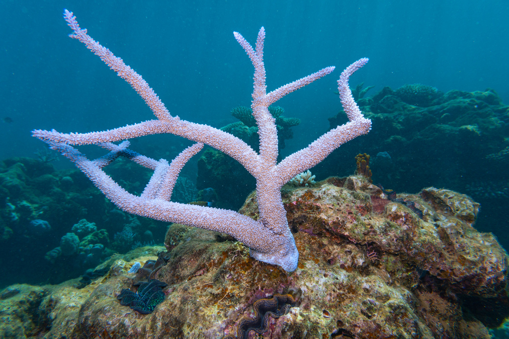 Giant staghorn coral
