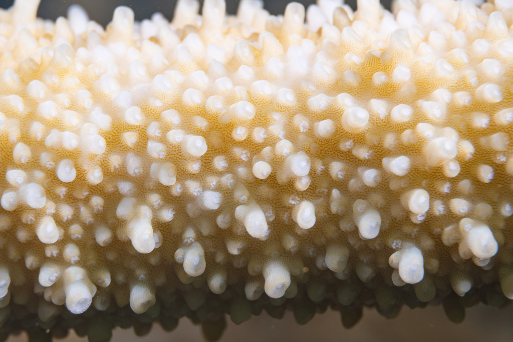 Giant staghorn coral