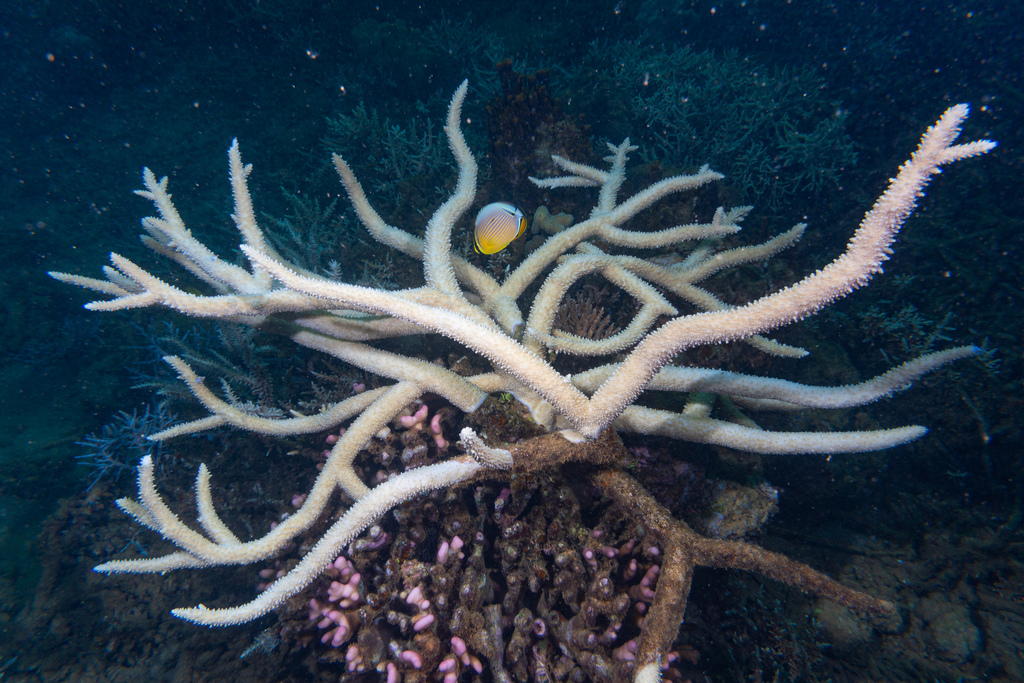 Giant staghorn coral