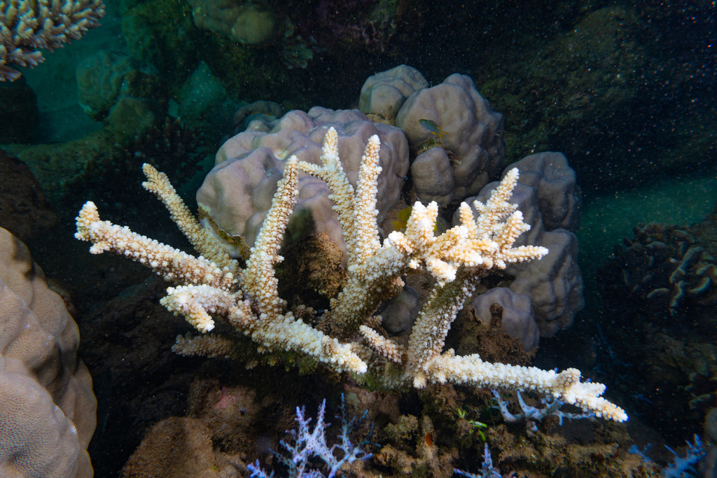 Giant staghorn coral