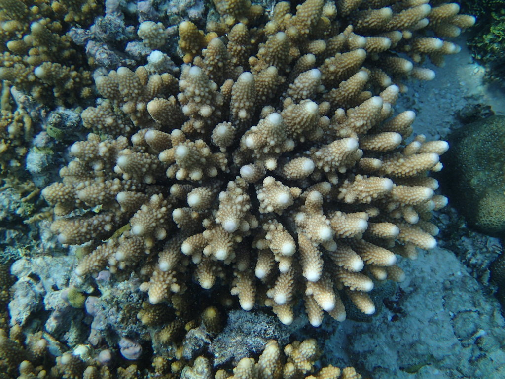 Finger Coral