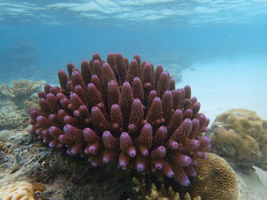 Finger Coral