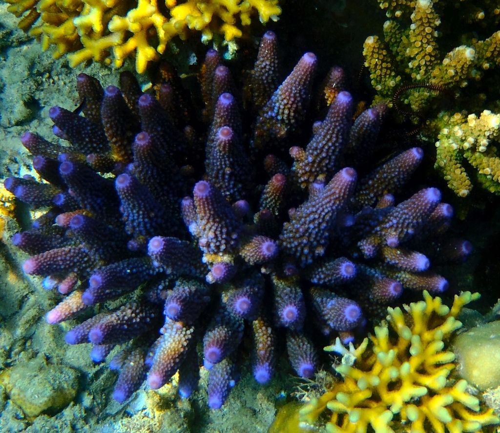 Finger Coral